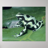 Poison Dart Frog (Dendrobates auratus) Cahuita Poster (Voorkant)