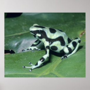 Poison Dart Frog (Dendrobates auratus) Cahuita Poster