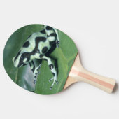 Poison Dart Frog (Dendrobates auratus) Cahuita Tafeltennisbatje (Zijkant)