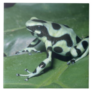 Poison Dart Frog (Dendrobates auratus) Cahuita Tegeltje