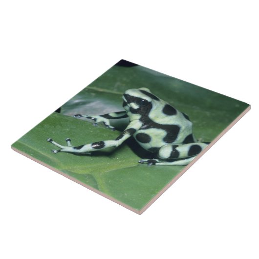 Poison Dart Frog (Dendrobates auratus) Cahuita Tegeltje (Zijkant)