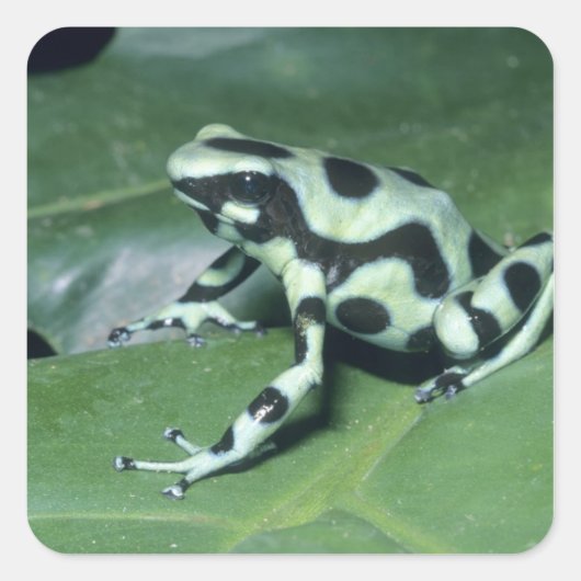 Poison Dart Frog (Dendrobates auratus) Cahuita Vierkante Sticker (Voorkant)