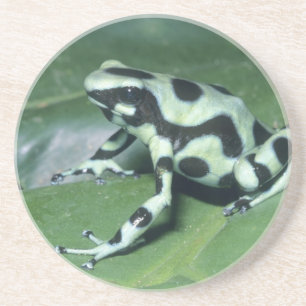 Poison Dart Frog (Dendrobates auratus) Cahuita Zandsteen Onderzetter