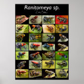 Poison Dart Frog Species From The Genus Ranitomeya Poster (Voorkant)
