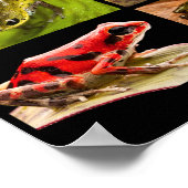 Poison dart frog species van het geslacht Ranitome Poster (Hoek)