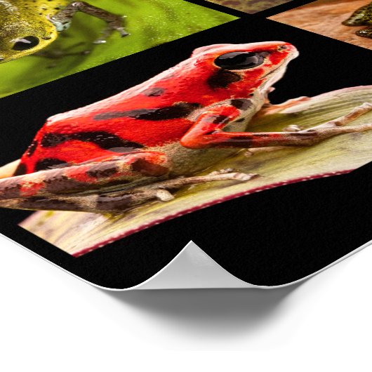 Poison dart frog species van het geslacht Ranitome Poster (Hoek)