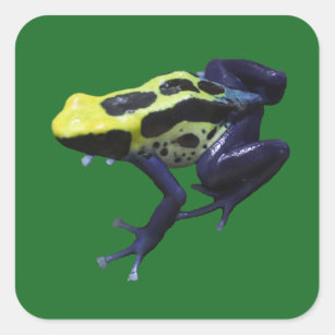 Poison Dart Frog Vierkante Sticker