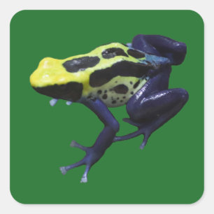 Poison Dart Frog Vierkante Sticker