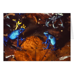 Poison Dart Frogs