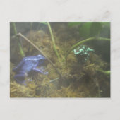 Poison Dart Frogs Briefkaart (Voorkant)