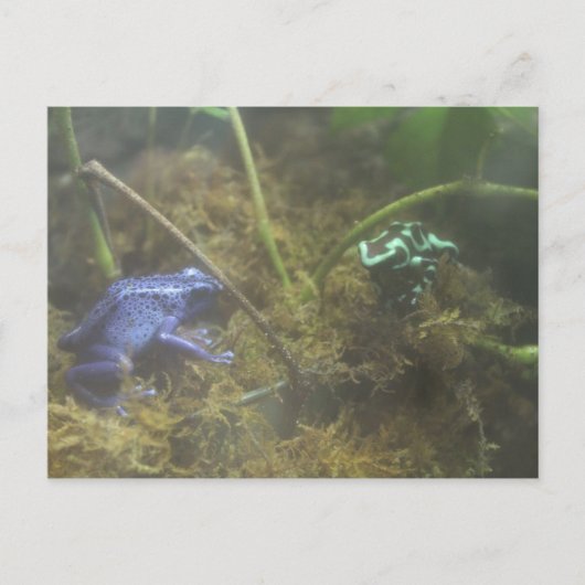 Poison Dart Frogs Briefkaart (Voorkant)
