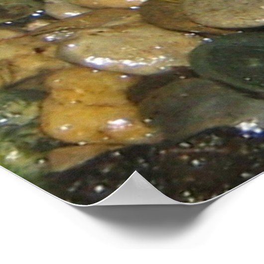 Poison Dart Frogs Poster (Hoek)