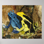 Poison Dart Frogs Poster (Voorkant)