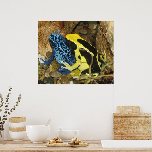 Poison Dart Frogs Poster (Keuken)