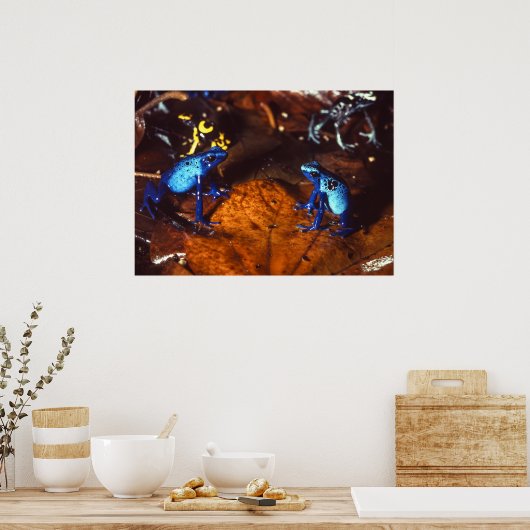Poison Dart Frogs Poster (Keuken)