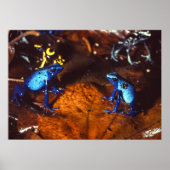 Poison Dart Frogs Poster (Voorkant)