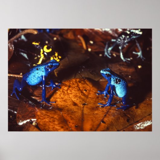 Poison Dart Frogs Poster (Voorkant)