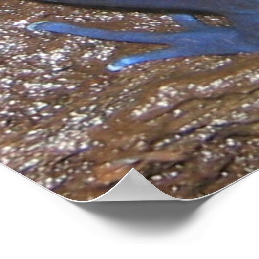 Poison Dart Frogs Poster (Hoek)