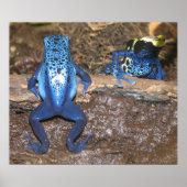 Poison Dart Frogs Poster (Voorkant)