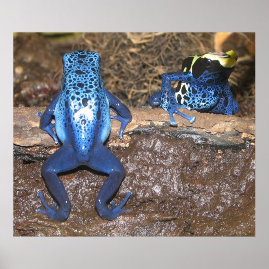 Poison Dart Frogs Poster (Voorkant)