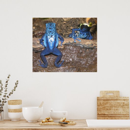 Poison Dart Frogs Poster (Keuken)