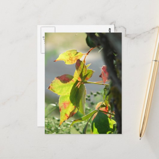 Poison Ivy Briefkaart (Voorkant / Achterkant in situ)