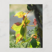 Poison Ivy Briefkaart (Voorkant)