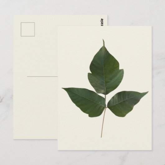 Poison Ivy Leaves - Poison Ivy Green Vine - Echt w Briefkaart (Voorkant / Achterkant)