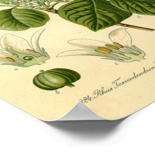 Poison Ivy plant Print (Hoek)