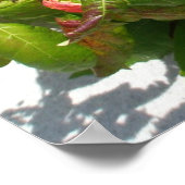 Poison Ivy Poster (Hoek)