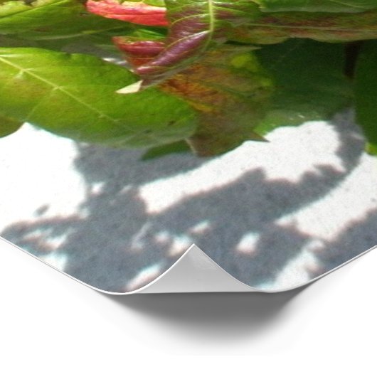 Poison Ivy Poster (Hoek)