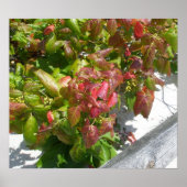 Poison Ivy Poster (Voorkant)