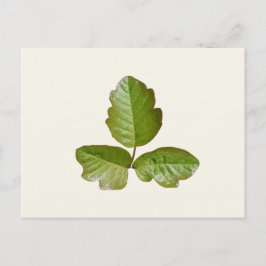 Poison Oak Leaves - Identificeer jeukende plant vo Briefkaart