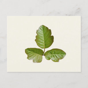Poison Oak Leaves - Identificeer jeukende plant vo Briefkaart