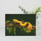 Poison Viper Snake uit Costa Rica (Staand voorkant)