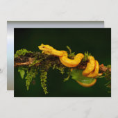 Poison Viper Snake uit Costa Rica (Voorkant / Achterkant)