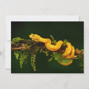 Poison Viper Snake uit Costa Rica