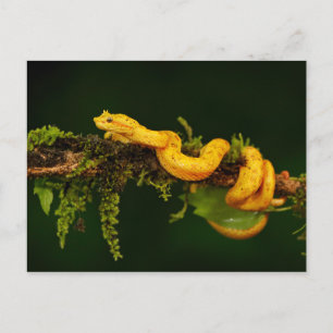 Poison Viper Snake uit Costa Rica Briefkaart