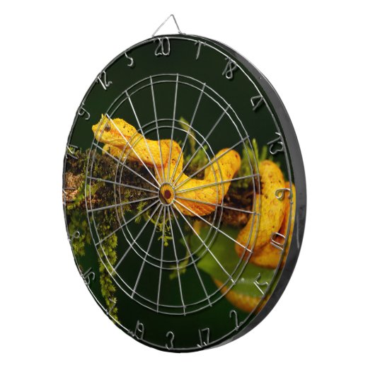 Poison Viper Snake uit Costa Rica Dartbord (Voorkant Rechts)