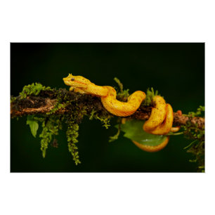 Poison Viper Snake uit Costa Rica Perfect Poster