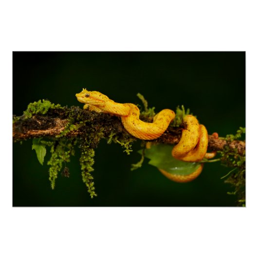 Poison Viper Snake uit Costa Rica Perfect Poster (Voorkant)