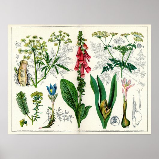 Poisonische Planten Poster (Voorkant)