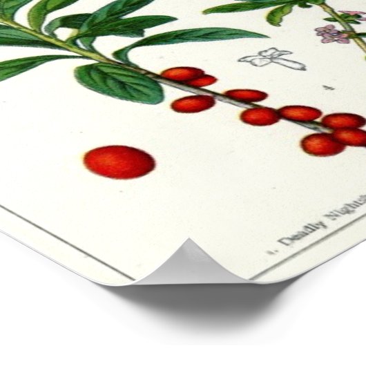 Poisonische Planten Poster (Hoek)