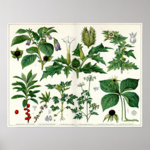 Poisonische Planten Poster