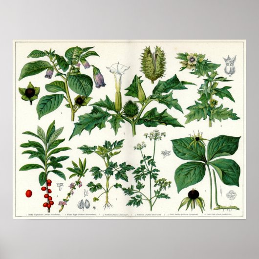Poisonische Planten Poster (Voorkant)