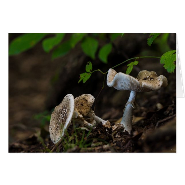 Poisonous Beauty (Voorkant Horizontaal)