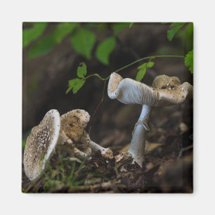 Poisonous Beauty Magneet