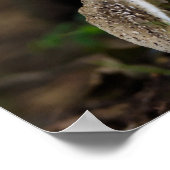 Poisonous Beauty Poster (Hoek)