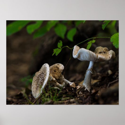 Poisonous Beauty Poster (Voorkant)