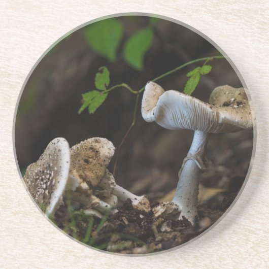 Poisonous Beauty Zandsteen Onderzetter (Voorkant)